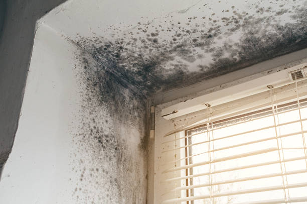 Affordable Black Mold Remediation solutions in Clayton, NC